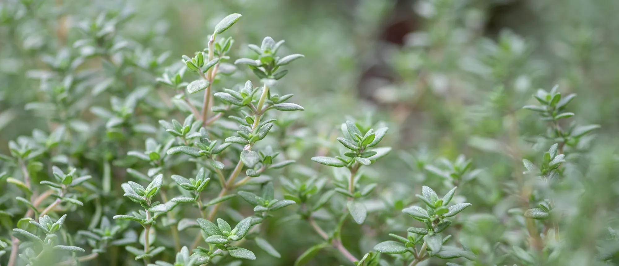 What is Thyme?